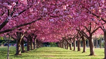 Top 3 địa điểm ngắm hoa anh đào ở New York đẹp nhất vào mùa xuân