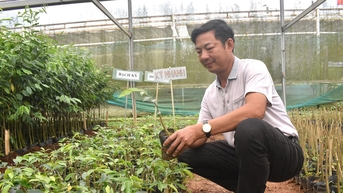 Triển vọng từ tạo trầm hương bằng kỹ thuật cấy ghép