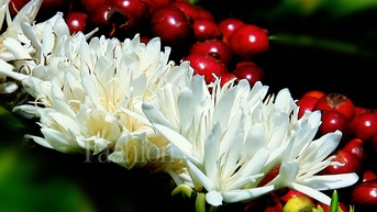 Hương sắc Tây Nguyên