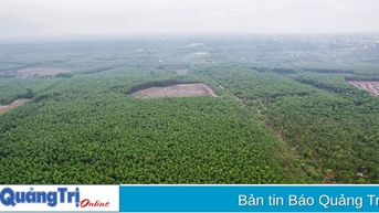 Kiến tạo tương lai từ những cánh rừng
