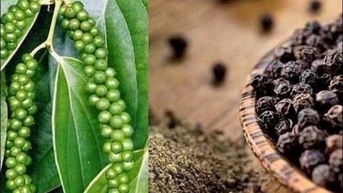 Phát triển bền vững ngành hồ tiêu
