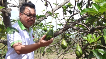 빈프억(Binh Phuoc)에서 기술 응용 분야로 유명한 옹호앙 아보카도(Ong Hoang Avocado) 12헥타르의 클로즈업