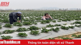Sử dụng phân bón hữu cơ, xu hướng được nhiều nông dân lựa chọn