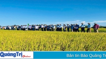 Hợp tác xã - “Bệ đỡ” để nông nghiệp Hải Lăng phát triển