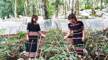 Gìn giữ và phát triển “Quốc bảo” sâm Ngọc Linh