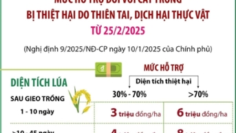 Mức hỗ trợ đối với cây trồng bị thiệt hại do thiên tai, dịch hại thực vật