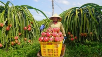 Thanh long vượt sầu riêng, dẫn đầu kim ngạch xuất khẩu