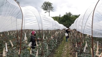 Mù Cang Chải khơi dậy khát vọng thoát nghèo
