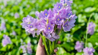 Về miền Tây ngắm hoa lục bình nhuộm tím bờ ao