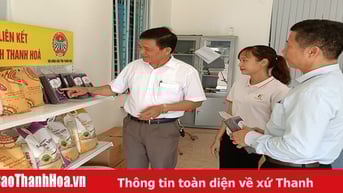 Gạo sạch trên những cánh đồng xanh