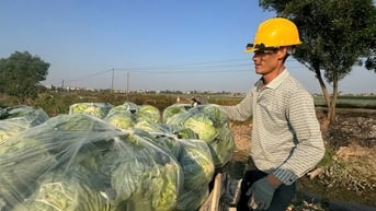 Hải Dương thực hiện 14 liên kết trong sản xuất nông nghiệp