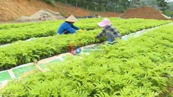 Đảm bảo nguồn cây giống lâm nghiệp