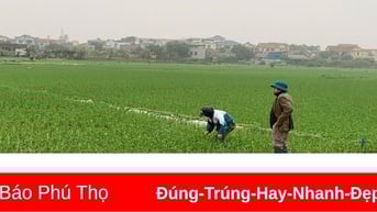 Tăng cường chỉ đạo chăm sóc lúa vụ Xuân 2025