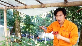 Thủ tướng Chính phủ phê duyệt đề án phát triển và hình thành trung tâm công nghiệp dược liệu tại Quảng Nam, sâm Ngọc Linh là cây chủ lực