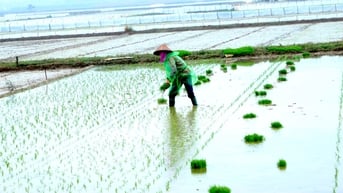 7 địa phương ở Hải Dương hoàn thành gieo cấy lúa đông xuân