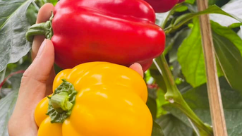 Top 5 loại quả giá rẻ giàu vitamin C nhất