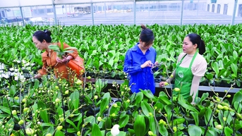 Hà Nội mới hướng đến nông nghiệp “thuận thiên”