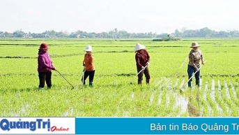 Khẩn trương chăm sóc cây trồng vụ đông xuân