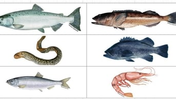 Nghiên cứu tại Mỹ cho thấy 99% mẫu hải sản nhiễm vi nhựa