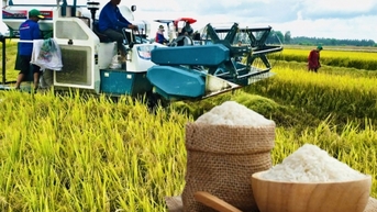 អង្ករឆៅបានកើនឡើងបន្តិច