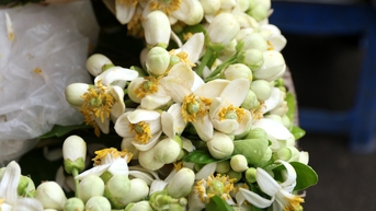 Hoa bưởi đầu mùa nửa triệu đồng/kg nhưng vẫn đắt khách