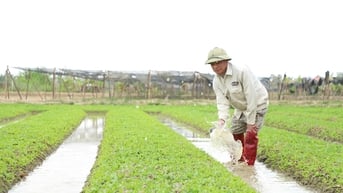 Nông dân Hải Dương rộn ràng xuống đồng đầu năm mới
