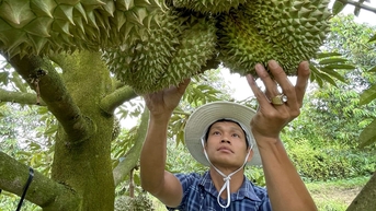 Nhiều xe sầu riêng đã xuất khẩu sang Trung Quốc bình thường