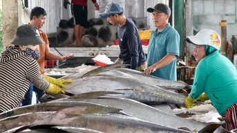 Ngư dân Phú Yên trúng mùa cá ngừ sau chuyến biển xuyên Tết