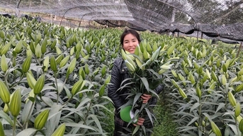 Hà Nội nhân rộng mô hình nông nghiệp xanh