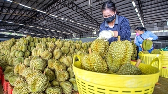 Bán sầu riêng cho Trung Quốc: Việt Nam bứt phá, Thái Lan mở chiến dịch đặc biệt