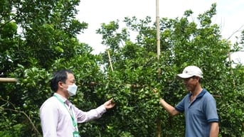 Núi Thành phân bổ 13,2 tỷ đồng hỗ trợ vốn vay tín dụng chính sách xã hội