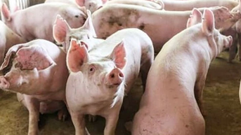 Giá heo hơi ngày 5/2/2025: Miền Nam tiếp tục tăng mạnh, đạt mức 72.000 đồng/kg
