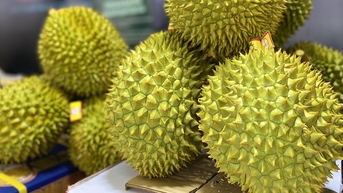 Lãnh đạo Bộ Nông nghiệp lên tiếng về việc Trung Quốc kiểm tra vàng O trong sầu riêng