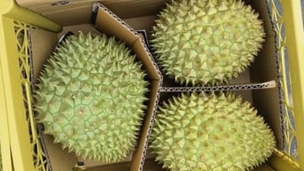 Xuất khẩu gần 1.000 tấn sầu riêng sang Trung Quốc hai ngày đầu năm