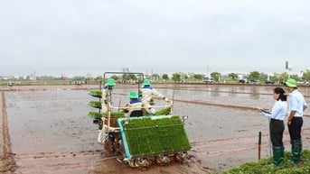 sắp diễn ra hội thi sản xuất mạ khay, lái máy cấy giỏi
