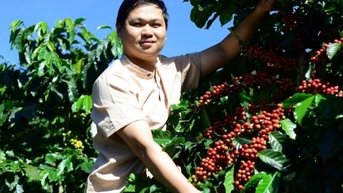 Giá cà phê trong nước hôm nay 5/2/2025 quay đầu giảm mạnh