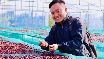 Giá cà phê trong nước hôm nay 6/2/2025 tăng trở lại