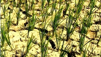 Hành động sớm trước hạn hán, xâm nhập mặn
