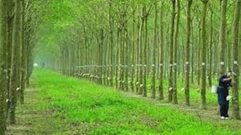 Kỳ vọng từ giá cao su tiếp tục cao trong năm 2025