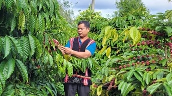Trưởng thôn Châm Aneh - gương sáng trong áp dụng khoa học kỹ thuật vào sản xuất