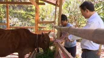 Bùng phát dịch lở mồm long móng trên trâu, bò ở Kon Tum