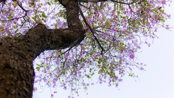 ទីក្រុងហាណូយគឺអស្ចារ្យជាមួយនឹងពណ៌និទាឃរដូវ