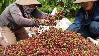 Cà phê mang về gần 800 triệu USD xuất khẩu trong tháng đầu năm