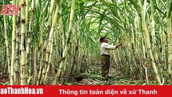 Từ cây mía đến tín chỉ carbon