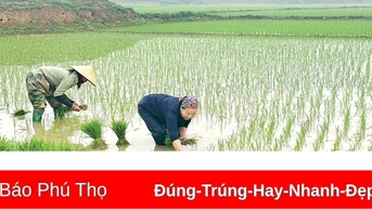 Xuân ấm ruộng đồng