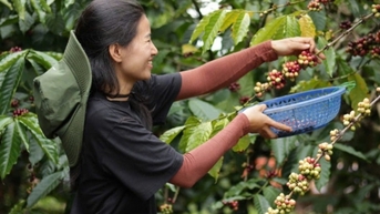 Giá cà phê trong nước hôm nay 8/2/2025 ít biến động