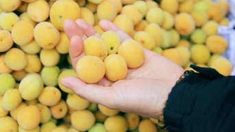 Quả mơ ngăn ngừa ung thư đại tràng nhờ chất này?