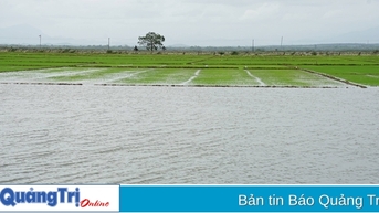 Gần 3.550 ha lúa đang ở giai đoạn đẻ nhánh bị ngập