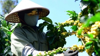 Giá cà phê trong nước hôm nay 9/2/2025 đồng loạt giảm đều