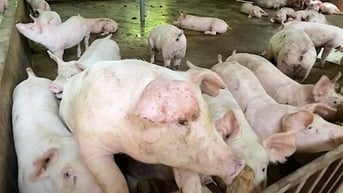 Giá heo hơi hôm nay 9/2/2025: Bất ngờ chững lại